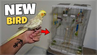 MY SURPRISE PET COCKATIEL BIRD [upl. by Kroll]