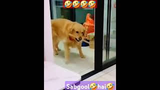 Funnyanimalreels🤣 comedyvideos voiceovercomedy comedy animals funneyanimal ytstudiotrending [upl. by Rice695]