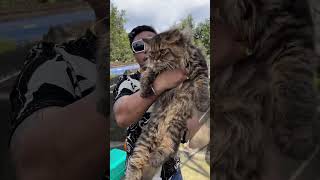 Siberian Tabby Cat Price in Kolkata kolkata pets kitten shorts [upl. by Waddell]