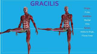 GRACILIS amp ADDUCTOR MUSCLES [upl. by Repinuj]