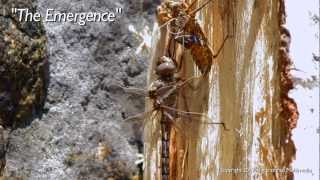 Timelapse of Emerging Dragonfly [upl. by Lein]