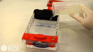 Agarose Gel Electrophoresis of DNA fragments amplified using PCR [upl. by Romola]