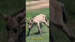 У нас родился жеребёнок лошади Пржевальского tashkentzoo animals shortsvideo [upl. by Hildegaard]