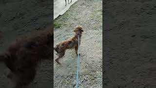 Bambi neglected dog at Brownie the stray dog [upl. by Finnie]