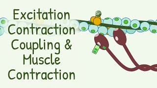 AWARD WINNING Animation Explaining Excitation Contraction Coupling amp Muscle Contraction [upl. by Atteval]