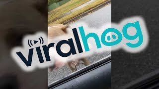 Runaway Dog Jumps Into His Owners Car  ViralHog [upl. by June]