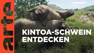 Kintoa Ein Schwein wie kein anderes  360° Reportage  ARTE Family [upl. by Artina]