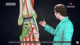 Dorsalis pedis artery Animated lecture   Lower limb Gross anatomy from Dr vishram singh [upl. by Ecraep769]