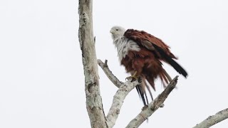 Brahminy Kite ruffling feathers looking around and flying off [upl. by Ycrep]