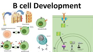 B cell development [upl. by Abshier]