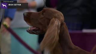 Setters Irish  Breed Judging 2020 [upl. by Luiza]