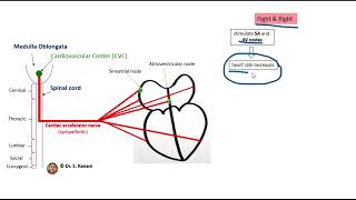 Cardiac Accelerator Nerves [upl. by Tut]