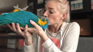 DO MACAWS MAKE GOOD PETS  Must Knows About Macaw Parrots [upl. by Lorelle887]