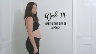 Pregnancy Update  14 Weeks [upl. by Digirb912]