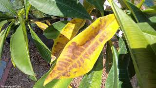 PLUMERIA Plant Care Leaves turning YELLOW and FALLING OFF Tips  Growing Frangipani Hawaii Garden [upl. by Copp]