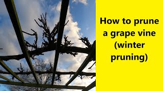 How to prune a grape vine winter pruning  UK Allotment Zone 8 [upl. by Neelyar]