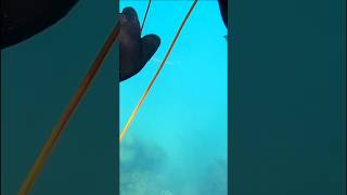 These fish fight so hard spearfishing [upl. by Nwhas833]