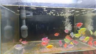 Relaxing Aquarium Fish Tank Sounds no music [upl. by Eliades]