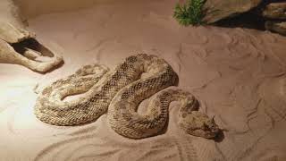 Cerastes cerastes  Desert horned viper  care  Loki the Horned viper [upl. by Ngo]