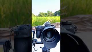 Camera amp gimbal  camera lover 🥰 trending trendingmusic viralvideo camera gimbal videography [upl. by Aynor]