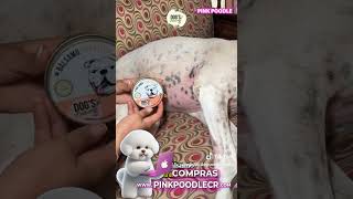 Alergias en perros CR cuidadoperros esteticacanina [upl. by Aehta]