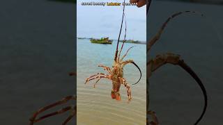 Lobster Rescue The Incredible Journey of a Saved Lobster 🦞saveing fishing [upl. by Frasier300]