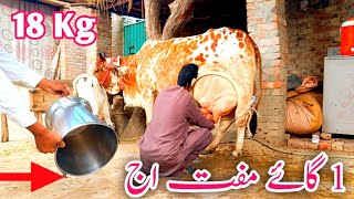 Cholistani Cow 🐮 For Sale 03040769739 In Pakistan Oct 16 2024Pakpattan Animal Tv [upl. by Sihonn510]