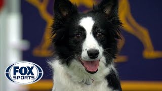 Watch 5 of the best WKC Dog Show moments to celebrate National Puppy Day  FOX SPORTS [upl. by Christiansen]