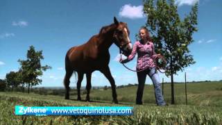 Vetoquinol Zylkene Equine Behavior Supplement [upl. by Moshell]