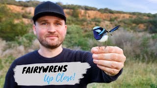 Bird Photography Behind The Scenes Fairywrens Up Close  Jan Wegener [upl. by Jacinthe]