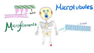 Microfilaments Microtubules and Intermediate filaments  Cytoskeleton  Anatomy and Physiology [upl. by Akapol]