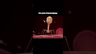 Bacteriophage virus [upl. by Ryon]