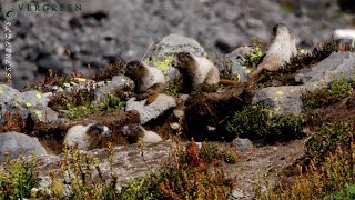 Hoary Marmot Den  Mount Rainier [upl. by Sibylla]