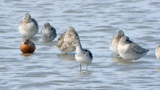 Goldcliff Birding 193  Greenshank Garganey Red Knot Barwit 4K [upl. by Anassor]