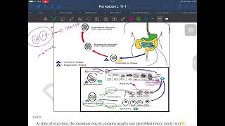 Lec 4  apicomplexa  coccidia  part 3 [upl. by Nomyad184]