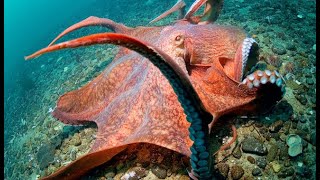 Meet the largest octopus in the world  Oceana [upl. by Wendy]