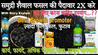 समुद्री शैवाल उर्वरक  Seaweed extract ascophyllum nodosum  best Growth promoter [upl. by Landau]