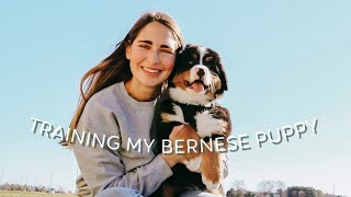 Training My Bernese Mountain Dog Puppy [upl. by Eednus224]