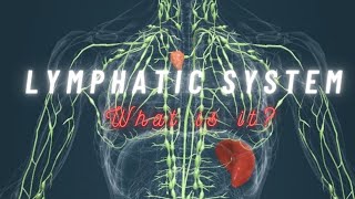 Lymphatic system 3D animation  lymph nodes  lymphatic fluid  lymph vessels  lymphatic drainage [upl. by Rednav729]