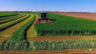 Levelland TX  Cutting Triticale [upl. by Bink807]