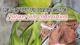 How to Propagate Platycerium coronarium [upl. by Darda635]