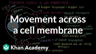 How do things move across a cell membrane  Cells  MCAT  Khan Academy [upl. by Baxter89]