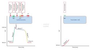 Antiarrhythmic drugs agents  Chapter 1 Cardiac Action Potential Made Easy [upl. by Eednil813]