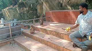 Narayan temple gaya tha bandar log ko khane ke liye Diya kela😍🥰🥰 [upl. by Dlarrej238]