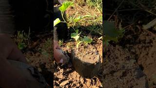 Mulberry plant shifting to grow bagshorts youtubeshorts [upl. by Sivrup]