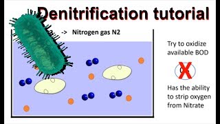 How does denitrification work and simultaneous nitrificationdenitrification [upl. by Atsillac]