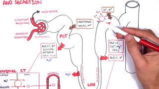 Nephrology  Physiology Reabsorption and Secretion [upl. by Storz813]