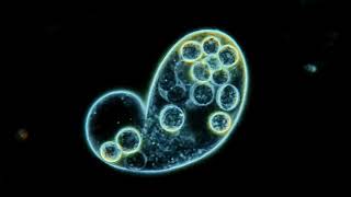 Caught On Tape Amazing Video Cell Division in a Protozoan  400x [upl. by Gnort]