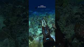 SPEARFISHING BLUE GIANT TRAVALLY [upl. by Peednama]