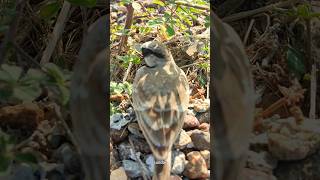 Nesting Hatching Full Growth of Sparrow Birds  Chipping Sparrow Birds Song  Beautiful Sparrow Bird [upl. by Onilatac]